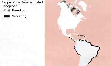 Distribution of the Semipalmated Sandpiper