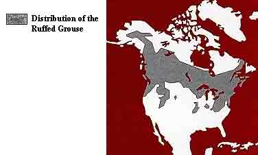 Distribution of the Ruffed Grouse