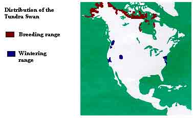 Distriubtion of the Tundra Swan