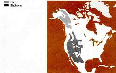 Distribution of the Mountain Sheep