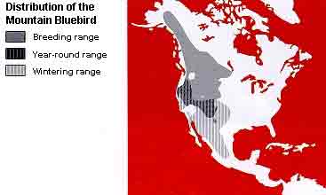 Distribution of the Mountain Bluebird