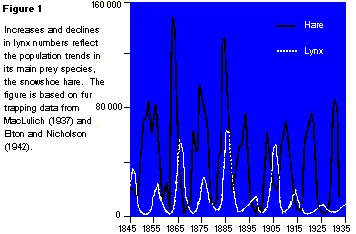 Increases and decreases of Canada Lynx and Snowshoe hare populations