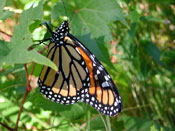 Monarch Butterfly