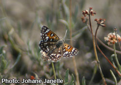 Mormon metalmark butterfly