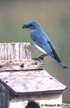 Mountain Bluebird