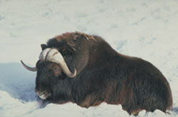 Muskox