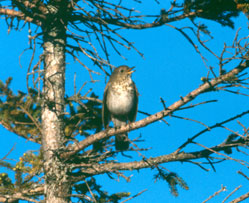 Bicknell's Thrush