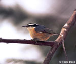 Red-breasted Nuthatch