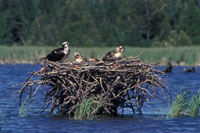 Le Balbuzard pêcheur