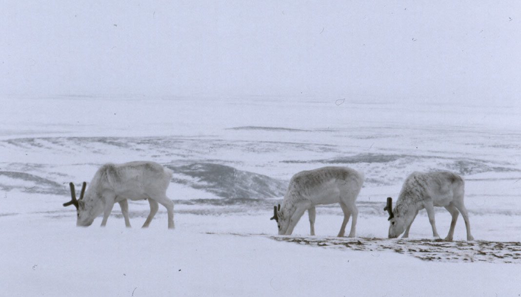 Caribous de Peary