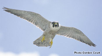 Peregrine Falcon