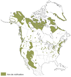 La répartition du Faucon pèlerin