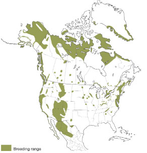 Breeding range of the peregrine falcon