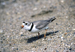 Piping Plover