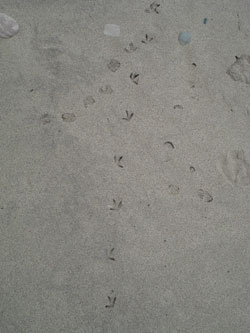 Piping Plover tracks