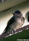 Purple Martin