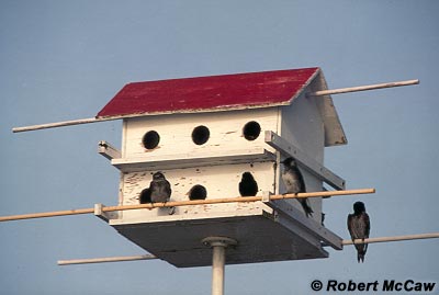 Martin Bird House