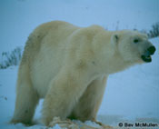 L’ours blanc