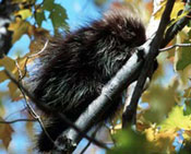 Porcupine