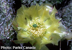 Prickly pear cactus