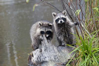 Raccoons