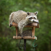 Raccon on bird feeder