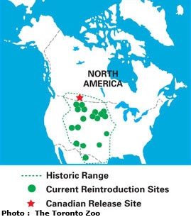 Range of the Black-footed Ferret