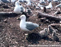 Ring-billed Gull