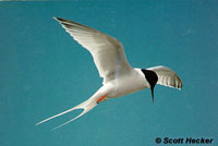 Roseate Tern