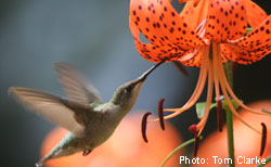 Le Colibri à gorge rubis