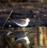 Semipalmated Sandpiper 