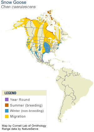 Lesser Snow Goose Winter and Summer Ranges