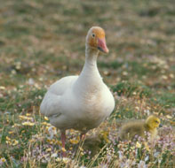 Greater Snow Goose - Hinterland Who's Who