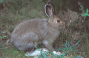 Snowshoe Hare 