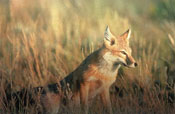 Swift Fox