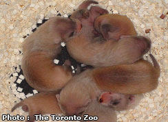 Black-footed Ferret Kits