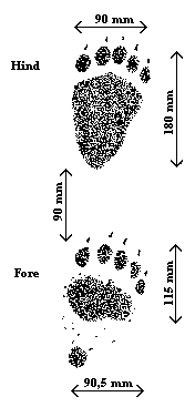 Black Bear Tracks