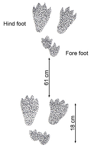 Snowshoe Hare Tracks