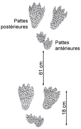 Traces du lièvre d'Amérique