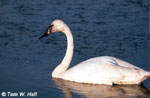 Trumpeter Swan