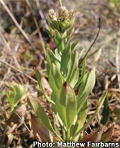 White Topped Aster