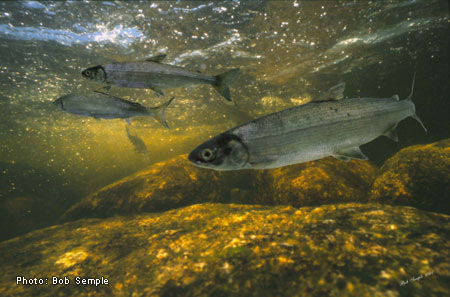 Atlantic whitefish