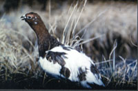 Ptarmigan 