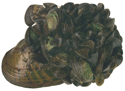 Zebra mussels