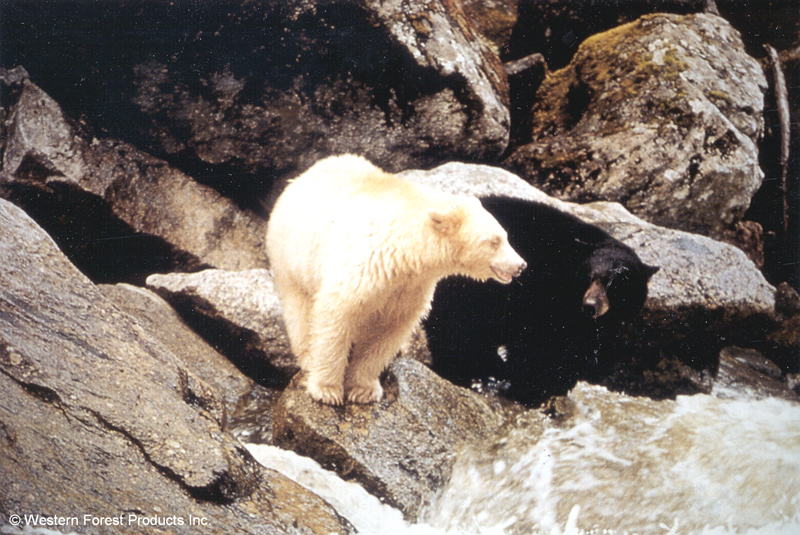 American Black Bear, black and Kermode (white) varieties