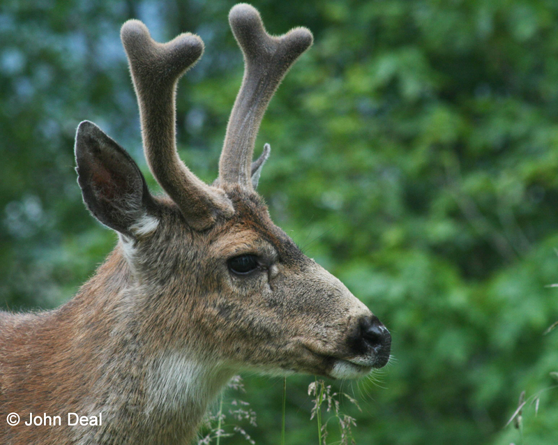 Black-tailed Deer