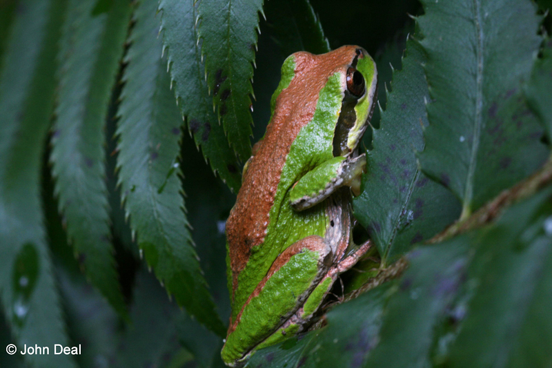 Pacific Chorus Frog