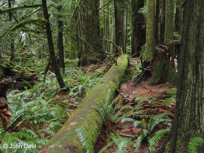 Coastal Rainforest