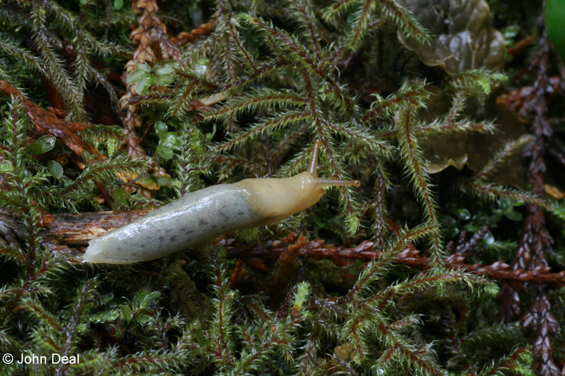 Banana Slug