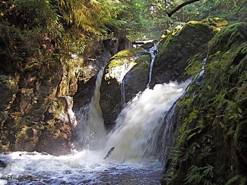 Salmon migrating up a waterfall